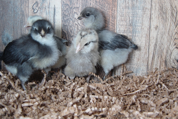 4 Pullet Chicks Week 1 - 3 Easter Egger & 1 Lavender Orpington